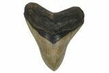 Serrated, Fossil Megalodon Tooth - North Carolina #236764-1